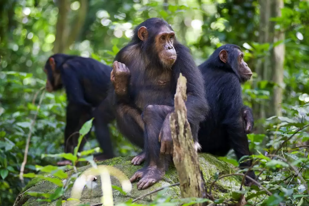 Gombe Stream National Park